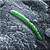 Exobiologie